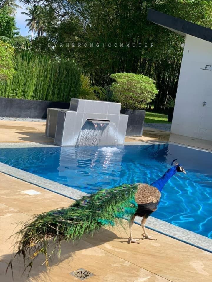 Dreamink Farm Og Myl'S Place Sorsogon Εξωτερικό φωτογραφία